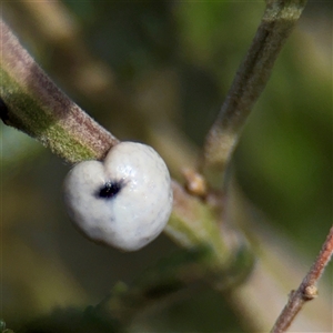 Cryptes baccatus (Wattle Tick Scale) at Bruce, ACT - 30 Sep 2025 by Hejor1