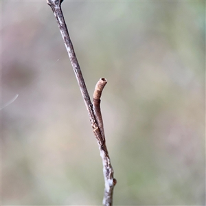 Machaerotinae sp. (subfamily) (Tube Spittlebug) at Bruce, ACT - 30 Sep 2025 by Hejor1