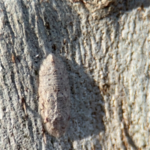 Ledromorpha planirostris (A leafhopper) at Bruce, ACT - 30 Sep 2025 by Hejor1