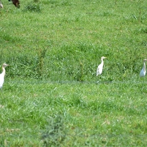 Bubulcus coromandus (Eastern Cattle Egret) at Jamberoo, NSW - 28 Sep 2025 by plants