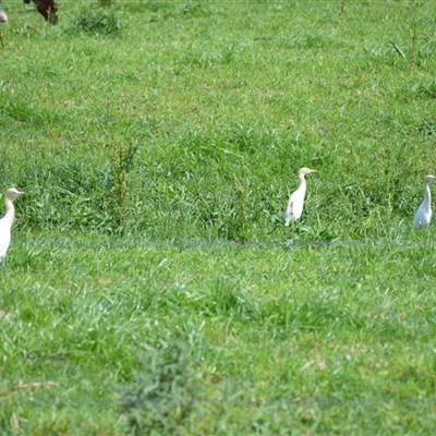 Bubulcus coromandus (Eastern Cattle Egret) at Jamberoo, NSW - 28 Sep 2025 by plants