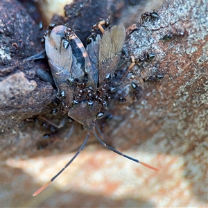 Crematogaster sp. (genus) (Acrobat ant, Cocktail ant) at Bruce, ACT - 30 Sep 2025 by Hejor1