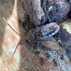 Amorbus (genus) (Eucalyptus Tip bug) at Bruce, ACT - 30 Sep 2025 by Hejor1
