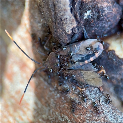Amorbus (genus) (Eucalyptus Tip bug) at Bruce, ACT - 30 Sep 2025 by Hejor1