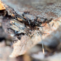 Amorbus (genus) at Bruce, ACT - 30 Sep 2025 04:46 PM