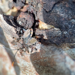 Amorbus (genus) at Bruce, ACT - 30 Sep 2025 04:46 PM