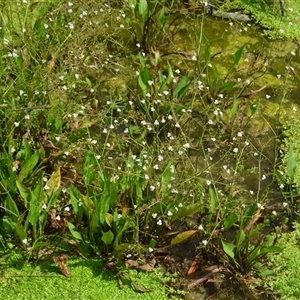 Alisma plantago-aquatica (Water Plantain) at Jamberoo, NSW - 28 Sep 2025 by plants