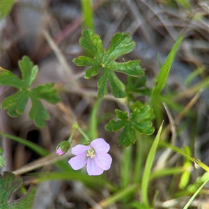 Geranium solanderi at Bruce, ACT - 30 Sep 2025 by Hejor1