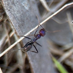 Iridomyrmex purpureus (Meat Ant) at Bruce, ACT - 30 Sep 2025 by Hejor1