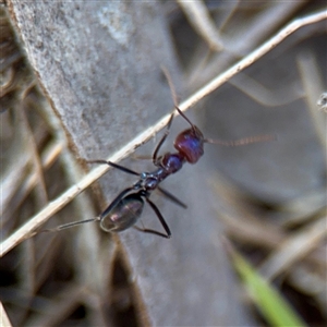 Iridomyrmex purpureus (Meat Ant) at Bruce, ACT - 30 Sep 2025 by Hejor1