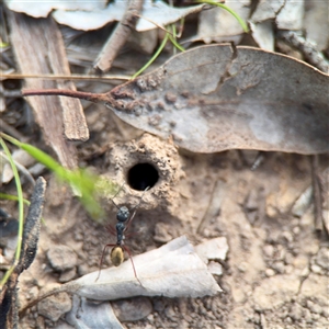 Camponotus suffusus (Golden-tailed sugar ant) at Bruce, ACT - 30 Sep 2025 by Hejor1