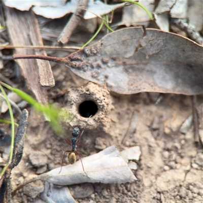 Camponotus suffusus (Golden-tailed sugar ant) at Bruce, ACT - 30 Sep 2025 by Hejor1