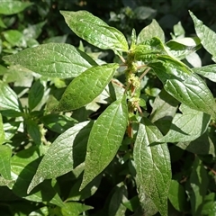 Parietaria judaica (Pellitory) at Jamberoo, NSW - 28 Sep 2025 by plants
