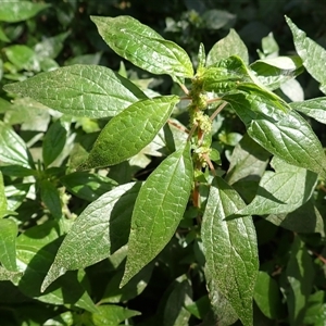 Parietaria judaica (Pellitory) at Jamberoo, NSW - 28 Sep 2025 by plants