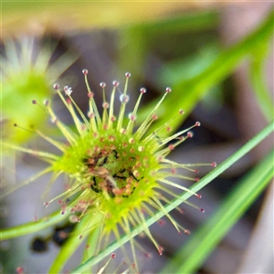 Drosera gunniana at Bruce, ACT - 30 Sep 2025 by Hejor1