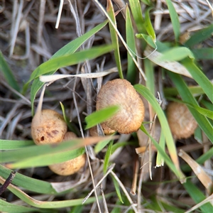 zz agaric (stem; gills not white/cream) at Bruce, ACT - 30 Sep 2025 by Hejor1