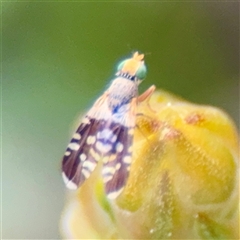 Spathulina acroleuca (A seed fly) at Bruce, ACT - 30 Sep 2025 by Hejor1