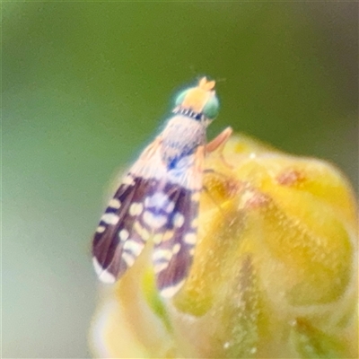 Spathulina acroleuca (A seed fly) at Bruce, ACT - 30 Sep 2025 by Hejor1