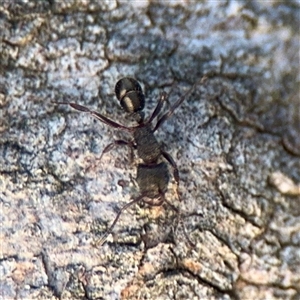 Rhytidoponera sp. (genus) (Rhytidoponera ant) at Bruce, ACT - 30 Sep 2025 by Hejor1