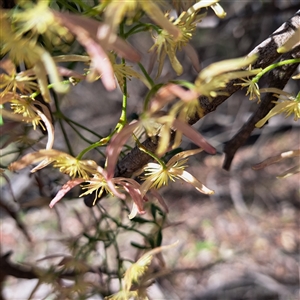Clematis leptophylla (Small-leaf Clematis, Old Man's Beard) at Hackett, ACT - 28 Sep 2025 by abread111