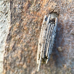Clania ignobilis (Faggot Case Moth) at Bruce, ACT - 30 Sep 2025 by Hejor1