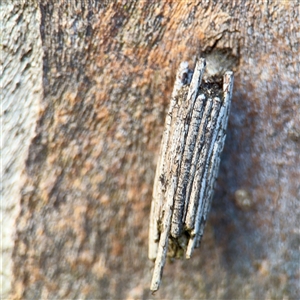 Clania ignobilis (Faggot Case Moth) at Bruce, ACT - 30 Sep 2025 by Hejor1