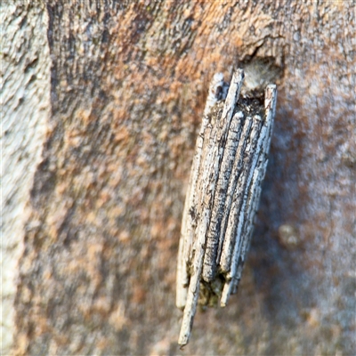 Clania ignobilis (Faggot Case Moth) at Bruce, ACT - 30 Sep 2025 by Hejor1