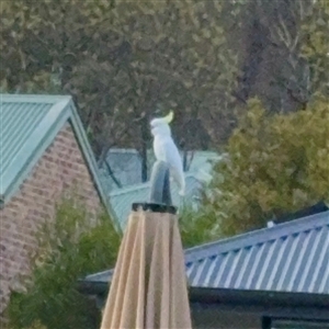 Cacatua galerita (Sulphur-crested Cockatoo) at Bruce, ACT - 30 Sep 2025 by Hejor1