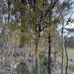 Allocasuarina littoralis at Bruce, ACT - 30 Sep 2025 by Hejor1