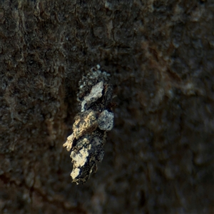 Psychidae (family) IMMATURE (Unidentified case moth or bagworm) at Bruce, ACT - 30 Sep 2025 by Hejor1