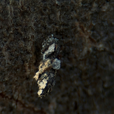 Psychidae (family) IMMATURE (Unidentified case moth or bagworm) at Bruce, ACT - 30 Sep 2025 by Hejor1