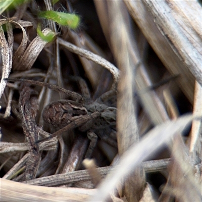 Tasmanicosa sp. (genus) (Tasmanicosa wolf spider) at Bruce, ACT - 30 Sep 2025 by Hejor1