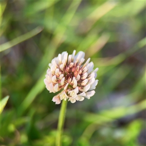 Trifolium repens at Bruce, ACT - 30 Sep 2025 by Hejor1