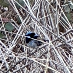 Malurus cyaneus (Superb Fairywren) at Bruce, ACT - 30 Sep 2025 by Hejor1