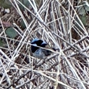 Malurus cyaneus (Superb Fairywren) at Bruce, ACT - 30 Sep 2025 by Hejor1