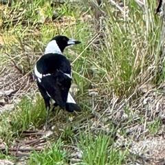 Gymnorhina tibicen (Australian Magpie) at Bruce, ACT - 30 Sep 2025 by Hejor1