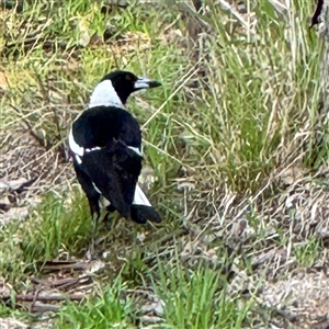Gymnorhina tibicen (Australian Magpie) at Bruce, ACT - 30 Sep 2025 by Hejor1