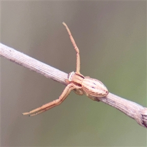 Runcinia acuminata (Pointy Crab Spider) at Bruce, ACT - 30 Sep 2025 by Hejor1