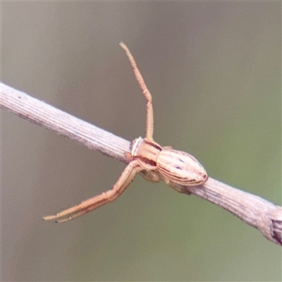 Runcinia acuminata (Pointy Crab Spider) at Bruce, ACT - 30 Sep 2025 by Hejor1