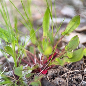 Rumex acetosella at Bruce, ACT - 30 Sep 2025 by Hejor1