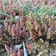 Crassula sieberiana at Bruce, ACT - 30 Sep 2025 by Hejor1