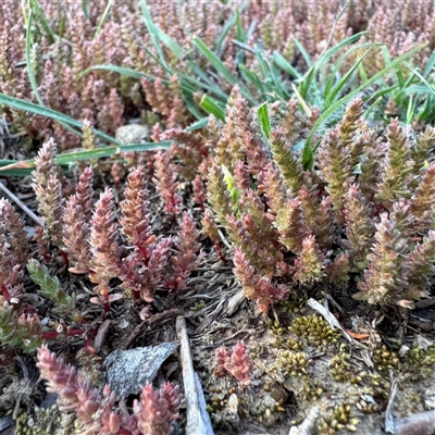 Crassula sieberiana at Bruce, ACT - 30 Sep 2025 by Hejor1