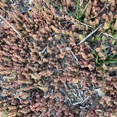 Crassula sieberiana at Bruce, ACT - 30 Sep 2025 05:43 PM