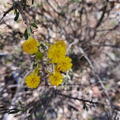 Acacia paradoxa (Kangaroo Thorn) at Ainslie, ACT - 28 Sep 2025 by abread111