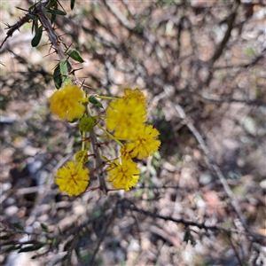 Acacia paradoxa (Kangaroo Thorn) at Ainslie, ACT - 28 Sep 2025 by abread111