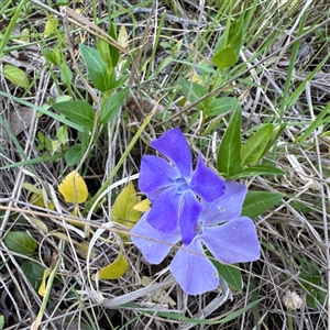 Vinca major (Blue Periwinkle) at Bruce, ACT - 30 Sep 2025 by Hejor1