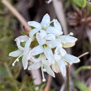Asperula conferta at Bruce, ACT - 30 Sep 2025 by Hejor1