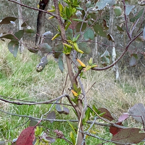 Lonicera japonica at Bruce, ACT - 30 Sep 2025 by Hejor1