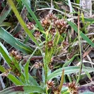 Luzula densiflora at Bruce, ACT - 30 Sep 2025 by Hejor1