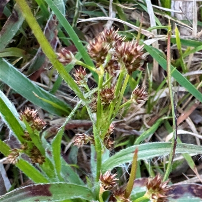 Luzula densiflora at Bruce, ACT - 30 Sep 2025 by Hejor1